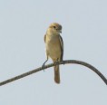 /album/photo-gallery-homepage1/isabelline-shrike-4-emirates-dec-2005-jpg1/